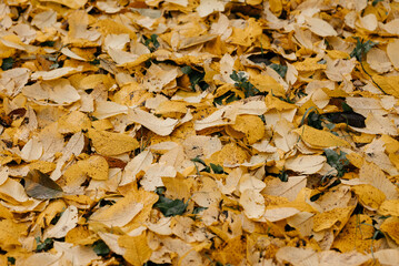 Autumn Leaves Fallen on Ground Creating Colorful Blanket