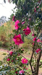 Bright pink flowers bloom among dark green leaves on a tree branch, set against a background of natural forest scenery.
