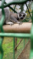 A curious ring-tailed lemur grips a wooden pole while looking at the camera from behind the fence inside a zoo environment.

