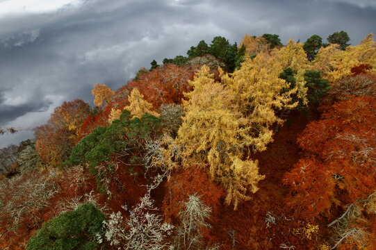 Aerial view of a forest ablaze with autumn colors, where gold, red, and green trees stand in contrast to the brooding sky, Kingussie, Scotland, United Kingdom.