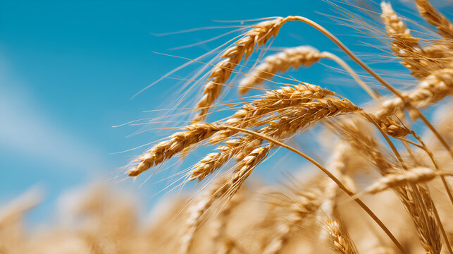Golden Wheat Fields: Sun-kissed stalks of golden wheat swaying gently against a backdrop of a clear blue sky, evoking a sense of abundance and rural serenity.