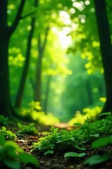 Deep green, blurred foliage, sunlit forest bokeh, photo, greenery, image