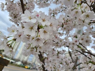 Close-Up of Cherry Blossoms in Spring