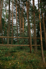 Obraz premium Tranquil Forest Scene with Rustic Wooden Fence