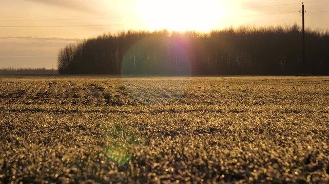 Early morning sunlight shining over a vast agricultural field covered with frost. Creating magical golden glow. The camera slowly pans up, revealing the rising sun behind a distant treeline