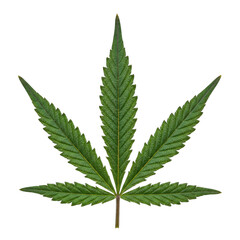 A single green cannabis leaf with sparkling water droplets isolated on a transparent black background showcasing detailed venation and serrated edges with a macro view