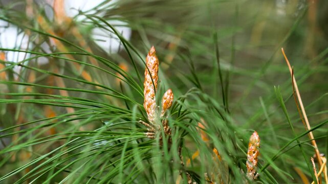 Pine bud on a lush tree branch sways in the wind close up