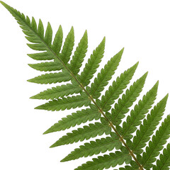 A Single Green Fern Leaf Detailed With Tiny Water Droplets Against A Black Background With Soft Lighting