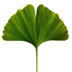 A Single Green Ginkgo Leaf with Yellow Veins Isolated on a Transparent Background