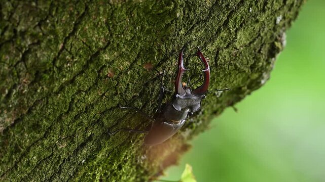 Stag beetle male climbs along an oak trunk looking for food, lucanus cervus, may, lower saxony, north germany 