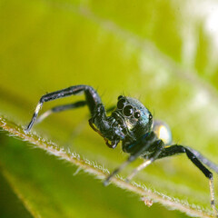 Stunning macro photo of an iridescent, shiny black jumping spider on a vibrant green leaf, showcasing big eyes and metallic colors. Perfect for nature, wildlife, or fear concepts.