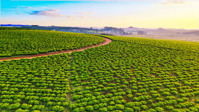 Aerial view of a lush green plantation cascades across rolling hills under a soft sky, a winding path slicing through the verdant expanse, Mambila, Taraba, Nigeria.