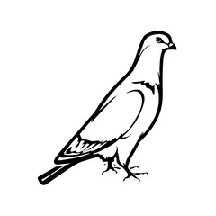 Silhouette of a pigeon or dove bird simple line art vector.
