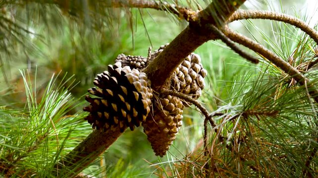 Cluster of seed pine cones growing on the branch of coniferous forest tree with lush evergreen needles