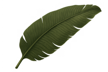 Tropical banana leaf with green texture and split edge, natural foliage isolated on a transparent background