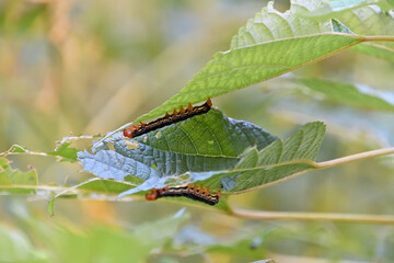 フクラスズメの幼虫