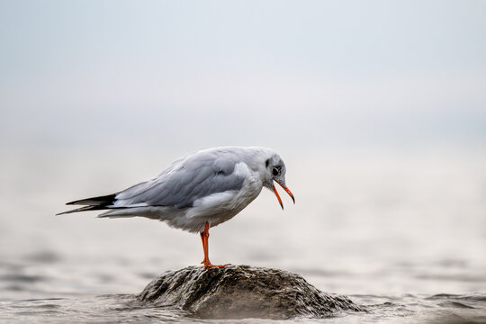 Lachm&ouml;we in Winterkleid steht auf einem nassen, dunklen Felsen im seichten Wasser, vor einem diffusen, hellgrauen Hintergrund, im Querformat.