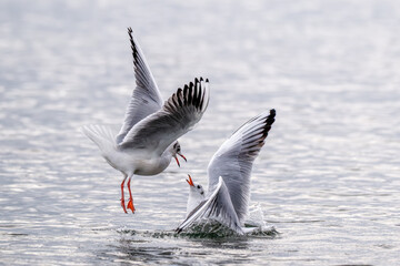 Zwei Lachmöwen im Konflikt über ruhigem Wasser: Ein Vogel fliegt mit gespreizten Flügeln auf, der andere schlägt mit den Flügeln auf das Wasser auf.