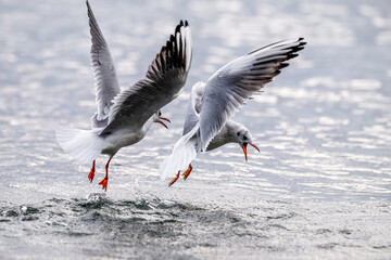 Zwei Lachmöwen im Konflikt über ruhigem Wasser: Ein Vogel fliegt mit gespreizten Flügeln auf, der andere schlägt mit den Flügeln auf das Wasser auf.