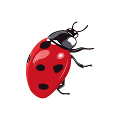 Ladybug insect red and black color. Summer bug. Meadow insects. 