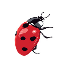 Ladybug insect red and black color. Summer bug. Meadow insects. 