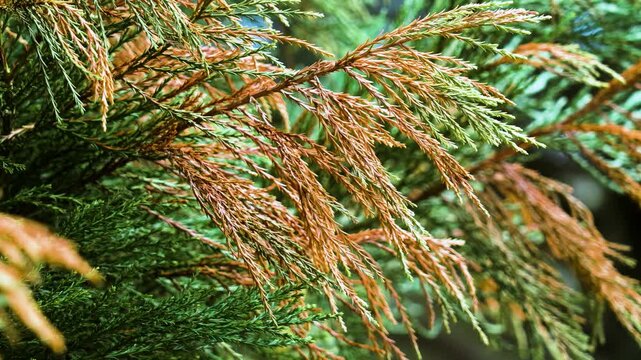 Dried damaged brown thuja needles of a coniferous tree close up