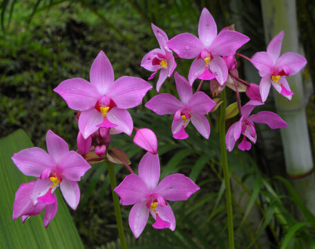 close up of  pretty purple philippine ground orchids in the  monteverde cloud forest  in monteverde, costa rica, central america