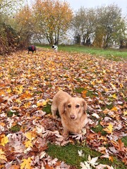 dogs in autumn leaves