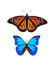 Morpho Butterfly and Monarch Butterfly