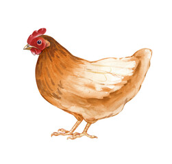 Standing brown-orange chicken. Isolated watercolor illustration. Poultry yard bird clip art in natural colors. Realistic chicken for eco-friendly product design and farming themes