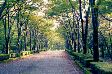 木々の間から光が差し込む、落ち葉に覆われた秋の美しい並木道