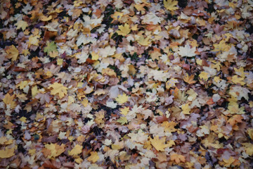Autumn blurred background of trees in a city park, seasonal backdrop for design