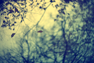 Autumn blurred background of trees in a city park, seasonal backdrop for design