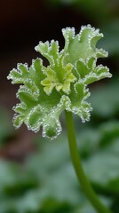 A macro vertical shot captures a young, vibrant green, ruffled plant leaf covered densely with perfectly spherical water droplets (dew or guttation) against a deep, dark, and soft 