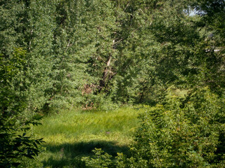 Trees and green grass. Thicket. Countryside landscape. Forest