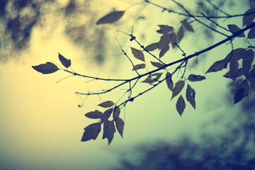 Autumn blurred background of trees in a city park, seasonal backdrop for design