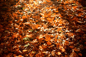 Texture of fallen autumn leaves, background of the passing autumn nature backdrop, surface