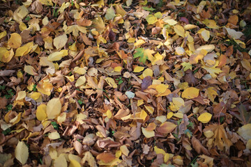 Texture of fallen autumn leaves, background of the passing autumn nature backdrop, surface
