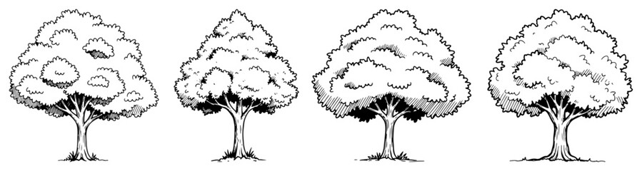 Hand Drawn Deciduous Trees Set Vintage Ink Line Art Illustration