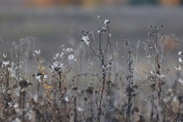 Naklejka premium Dry autumn grass in the field, autumn view background, nature