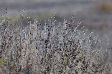 Naklejka premium Dry autumn grass in the field, autumn view background, nature