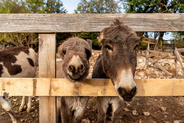 Fototapeta premium Cute fluffy donkeys stuck heads out of stable pen, domestic farm animals outdoor