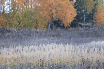 Naklejka premium Dry autumn grass in the field, autumn view background, nature