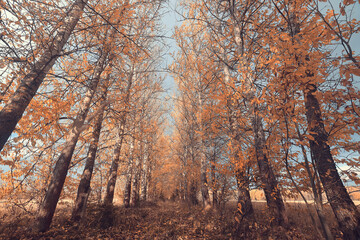 Fototapeta premium Autumn park background landscape, trees in warm tones, nature photography