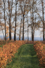 Fototapeta premium Autumn trees nature landscape, changing seasons photo