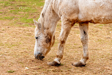 Fototapeta premium Domestic horse grazing on meadow grassland, farm with animals outdoor landscape