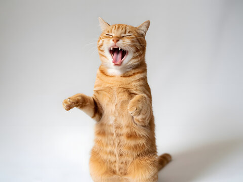 Orange tabby cat standing on hind legs, yawning widely, with eyes closed.
 - Powered by Adobe
