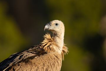 BUITRE LEONADO (Gyps fulvus)