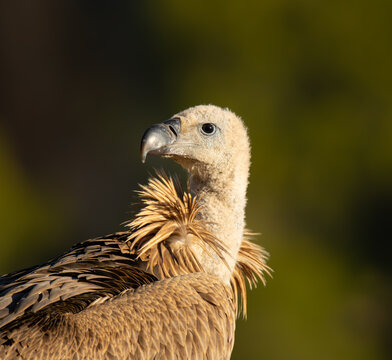 BUITRE LEONADO (Gyps fulvus)