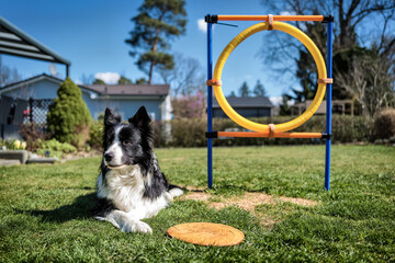 Border Collie Resting Beside Agility Training Hoop in Sunny Backyard